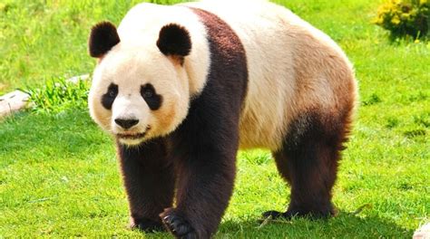 panda nerede yaşar ve ne yer